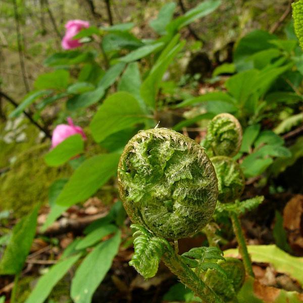 Peony Fern - Diffuser Fragrance